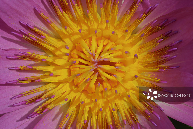 紫色花朵的特写图片素材