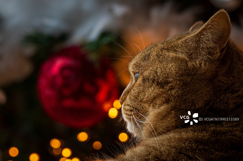 猫咪特写：德国图片素材