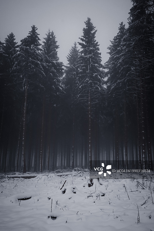 雪原上的树木，温特贝格，德国图片素材