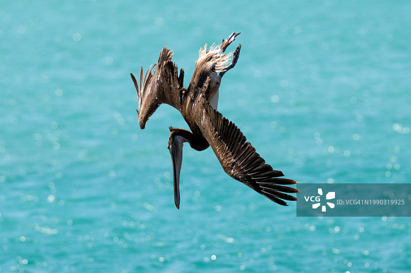 南下加利福尼亚州，洛斯卡沃斯，飞越海洋的老鹰特写，墨西哥图片素材