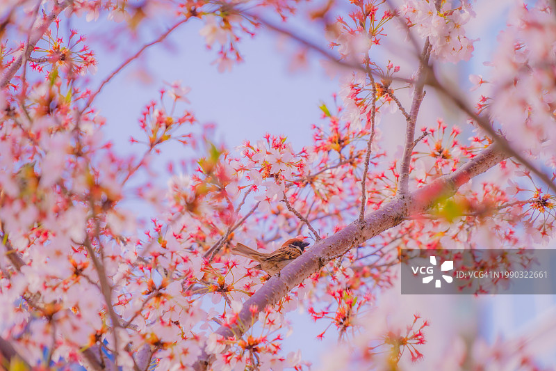 春天粉色樱花的低角度视图图片素材