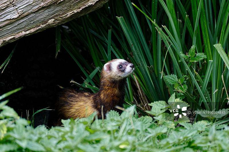 田野上的刺猬特写图片素材