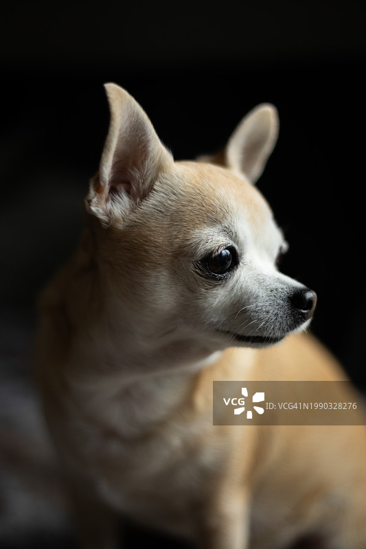 吉娃娃犬望向远方特写图片素材