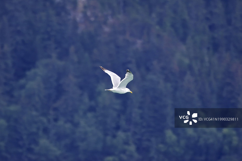 阿拉斯加朱诺的低角度海鸥飞行景观，美国图片素材