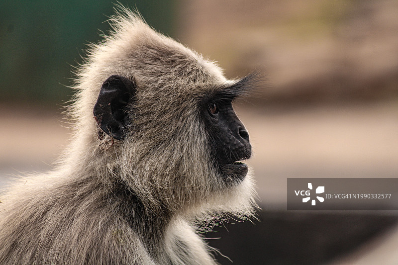 狐猴望向远方特写图片素材