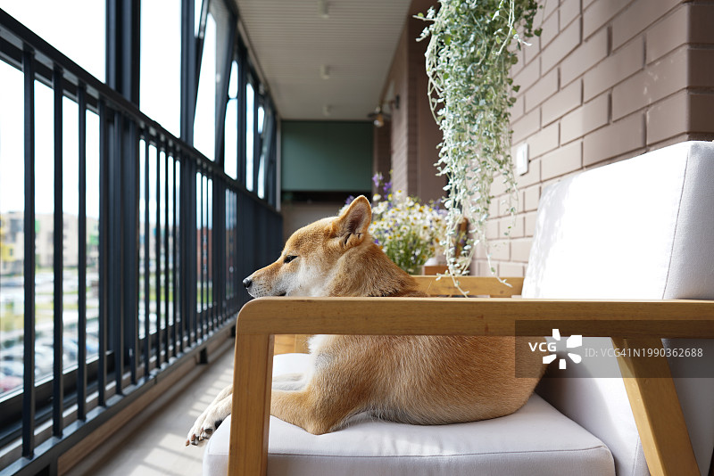 晴朗夏日阳台沙发上休息的家养姜黄色狗图片素材