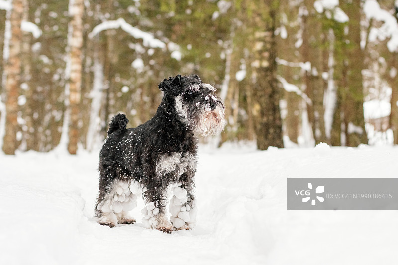 雪地仙境探险 - 森林里有趣的雪纳瑞犬图片素材