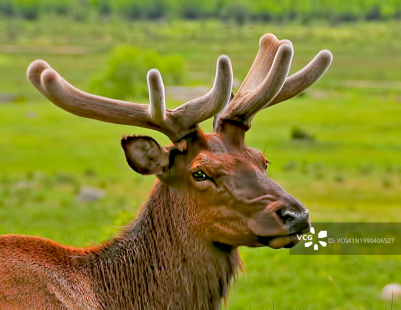 美国科罗拉多州原野上的红鹿特写图片素材