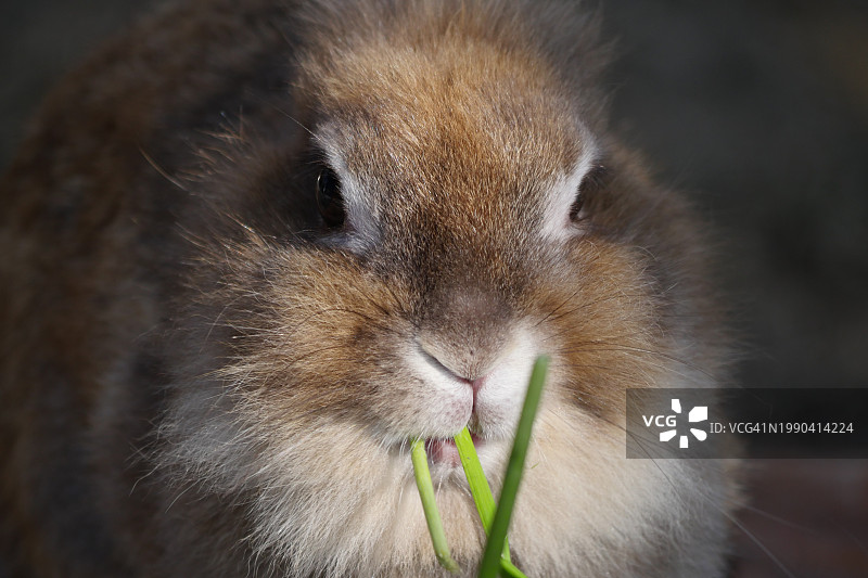 日本侏儒兔特写图片素材
