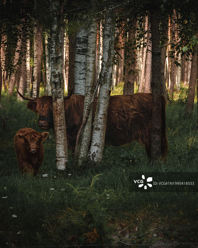 萨列马岛的树木，爱沙尼亚萨列县图片素材