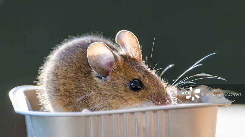 容器里的老鼠特写图片素材