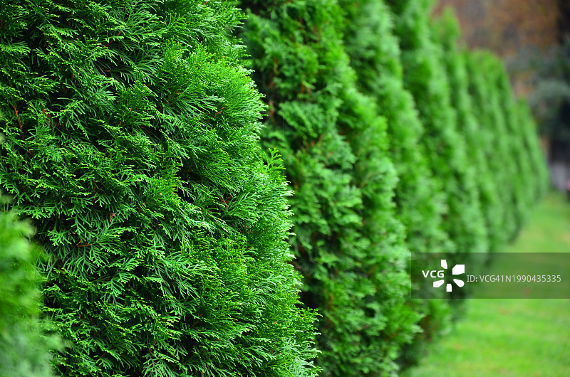 苔藓长在树干上的特写图片素材