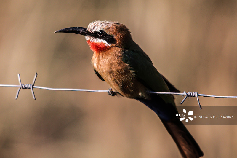 蜜蜂停留在带刺铁丝网上的特写图片素材
