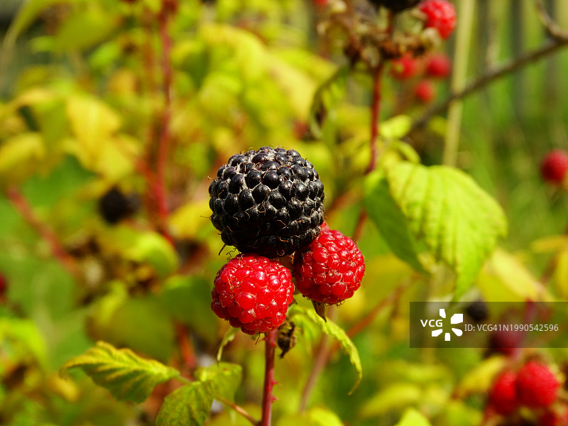 植物上生长的覆盆子特写图片素材