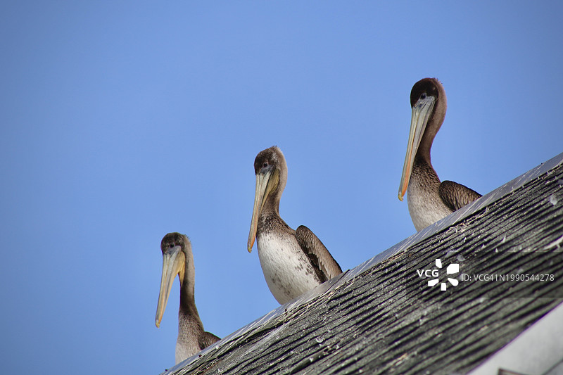 加利福尼亚州阿维拉海滩晴空下栖息在屋顶上的鸟群仰视角度图片素材