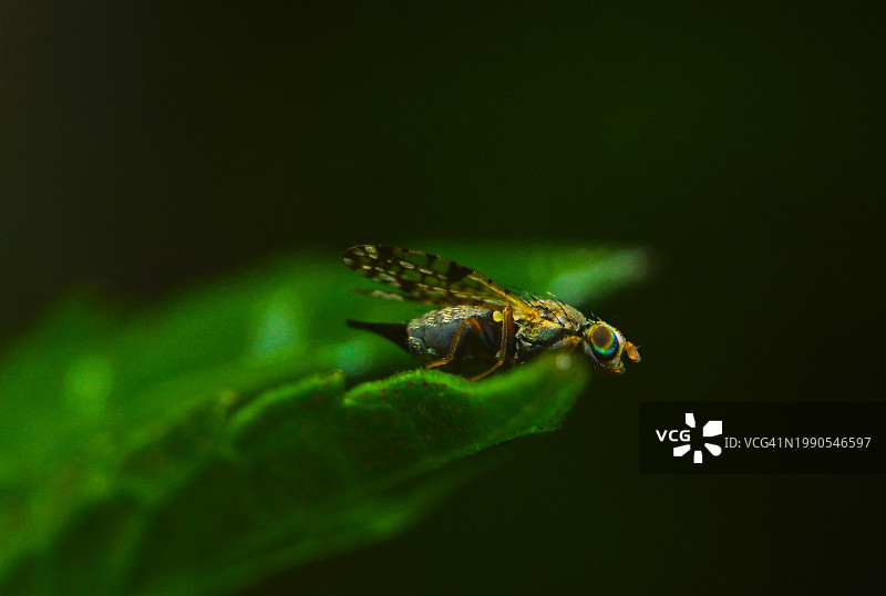 昆虫在植物上的特写图片素材