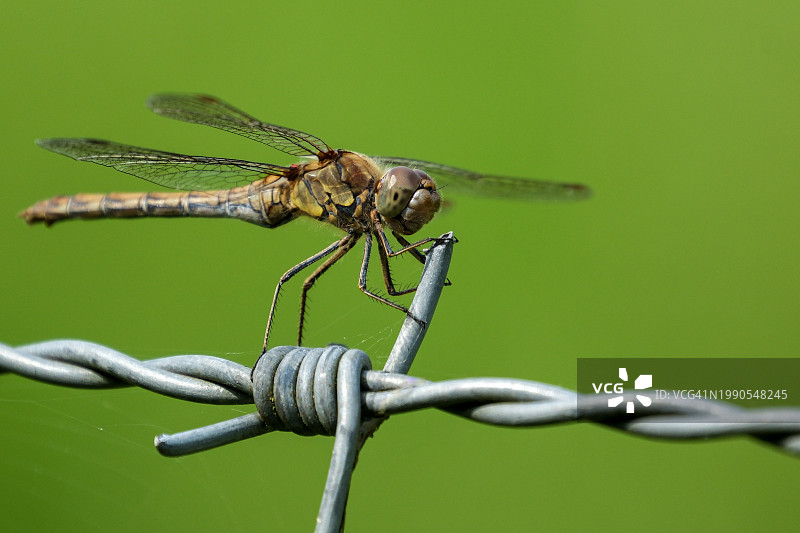 带刺铁丝网特写图片素材