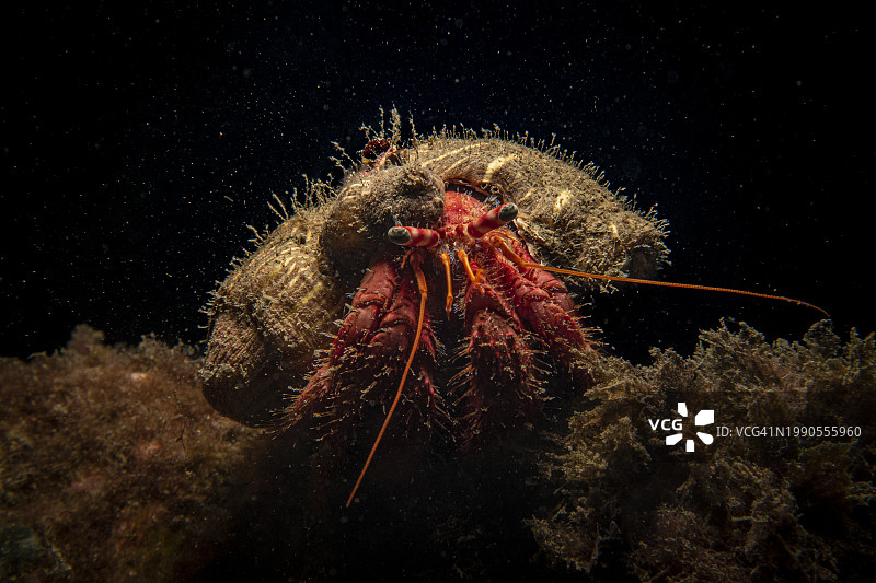 水母海中游动特写，黑色背景图片素材