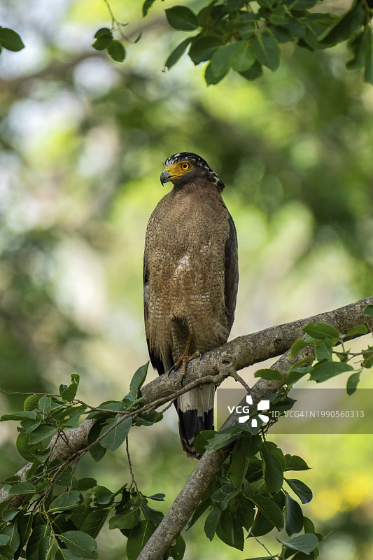 仰视猛禽栖息在树枝上图片素材