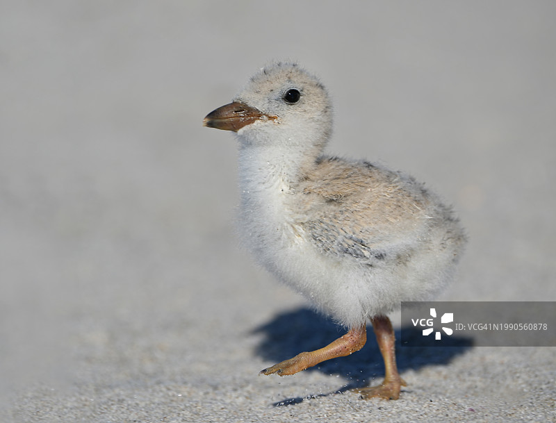 鸻鸟栖息于沙滩特写，美国图片素材
