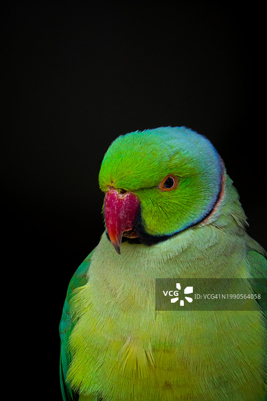 鹦鹉特写，黑色背景图片素材