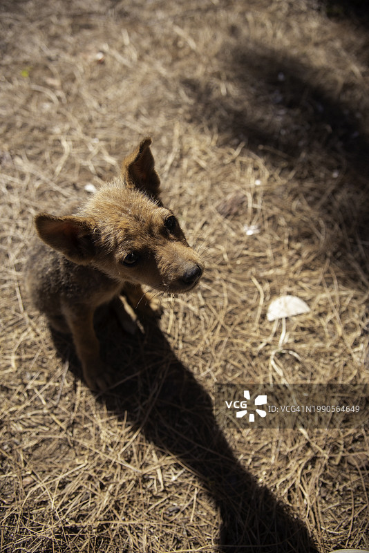 印度贾坎德邦比尔贾托利田野上的狐狸俯视图图片素材