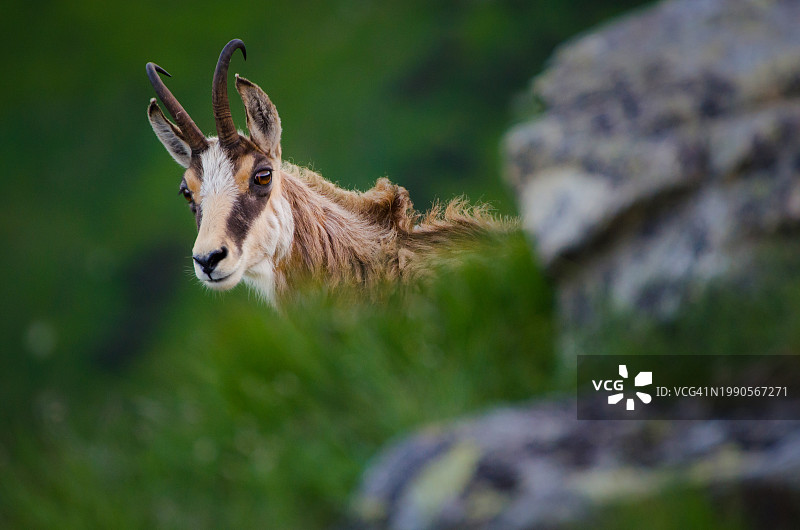 站在岩石上的山羊侧面照图片素材