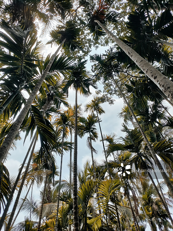 印度果阿的棕榈树仰视图图片素材