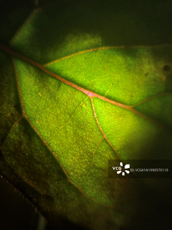 绿叶特写图片素材