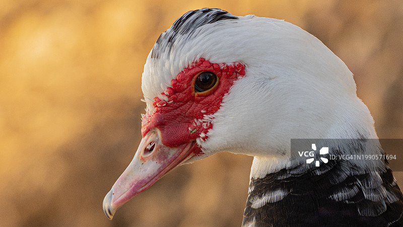 鸭子特写图片素材