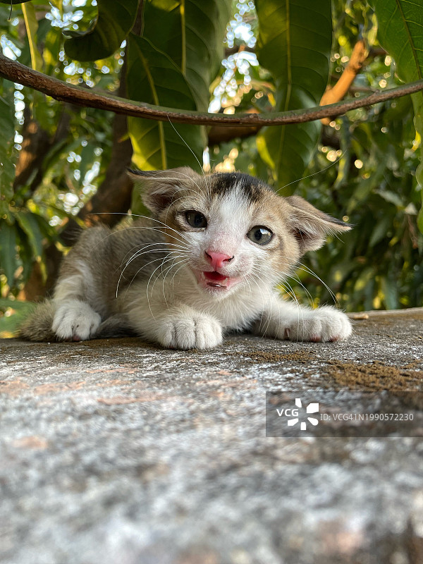 坐在树上的猫的画像，印度贾姆谢德布尔图片素材