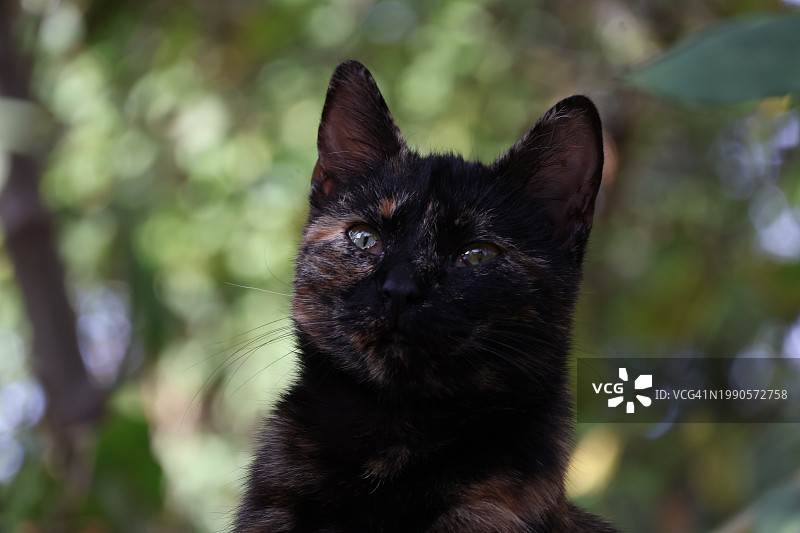 黑猫特写图片素材