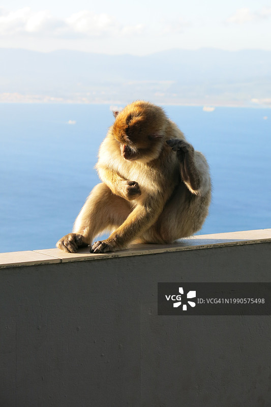 猕猴坐在挡土墙上对着天空的特写图片素材