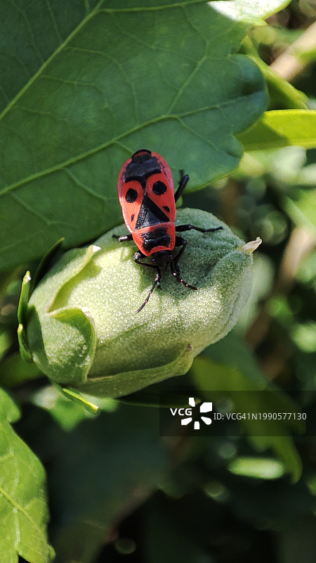 树叶上的瓢虫特写图片素材