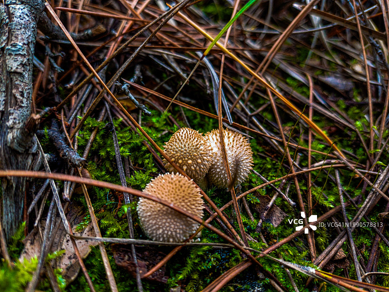 田间蘑菇生长特写图片素材