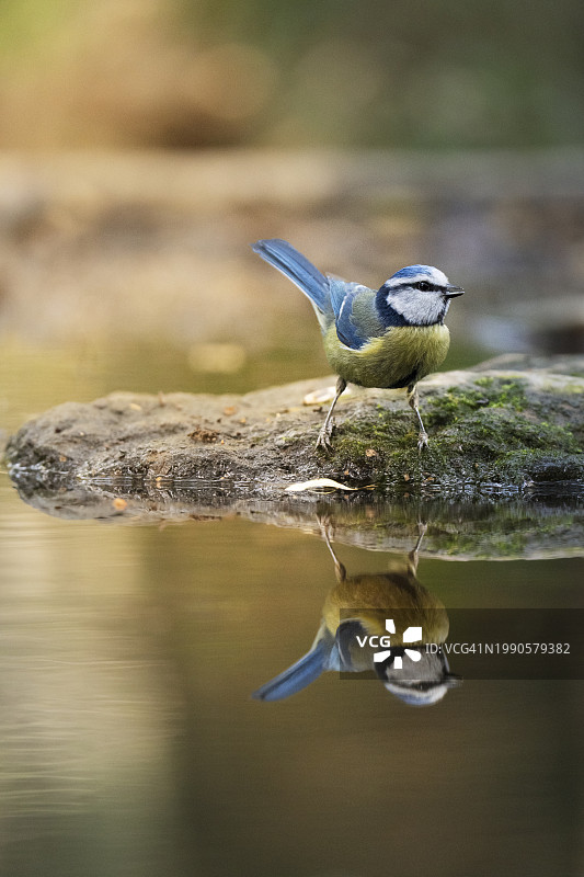 西班牙赫罗纳，栖息在树枝上的鸣山雀特写图片素材