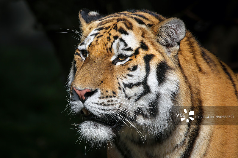 苏门答腊虎特写，美国密歇根州底特律图片素材