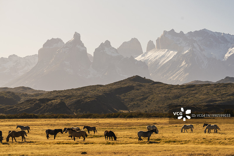 智利百内国家公园日落时分吃草的马图片素材