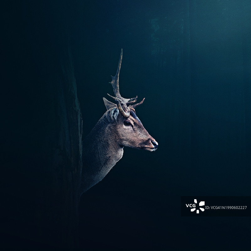 森林中的白色物体特写图片素材