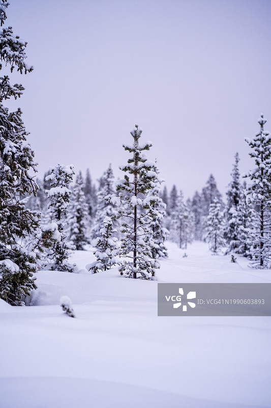 基律纳雪原树木景观，瑞典图片素材