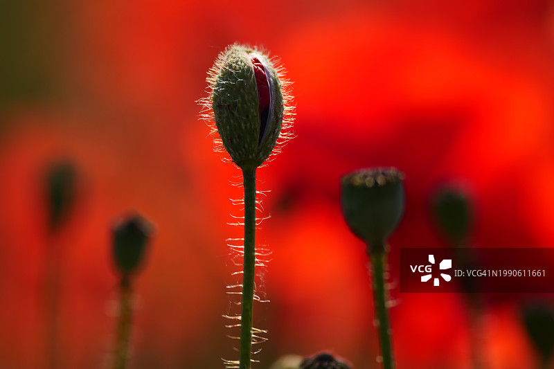 红色罂粟花的特写图片素材