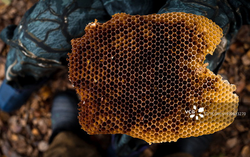蜜蜂在蜂巢上的特写图片素材
