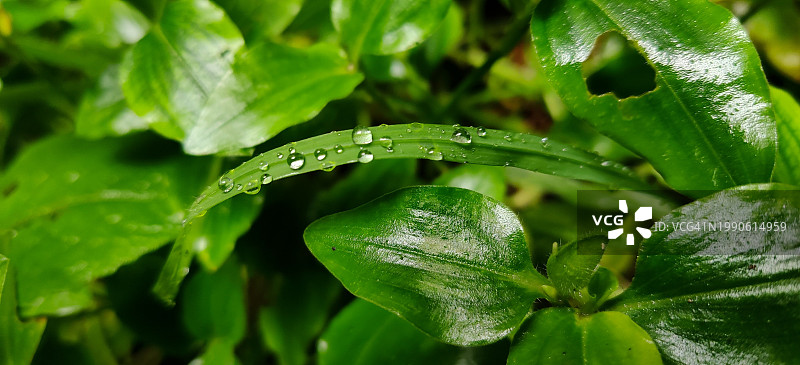 雨季潮湿的植物叶子特写，印度图片素材