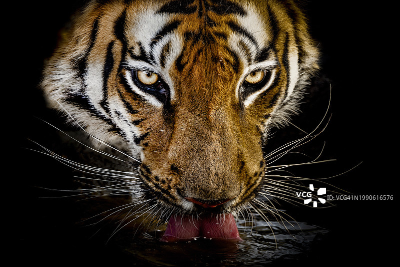苏门答腊虎黑色背景特写图片素材