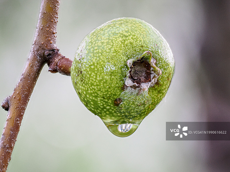 树上生长的水果特写图片素材