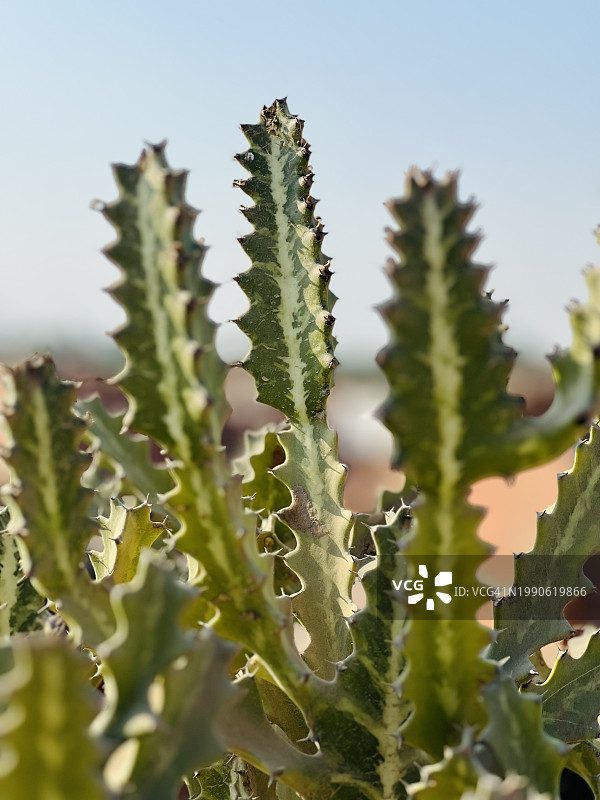 埃及法尤姆的多肉植物在天空下的特写图片素材
