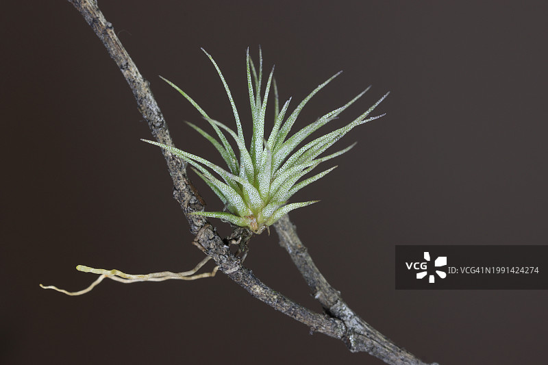 附生植物（空气凤梨）生长在树枝上图片素材