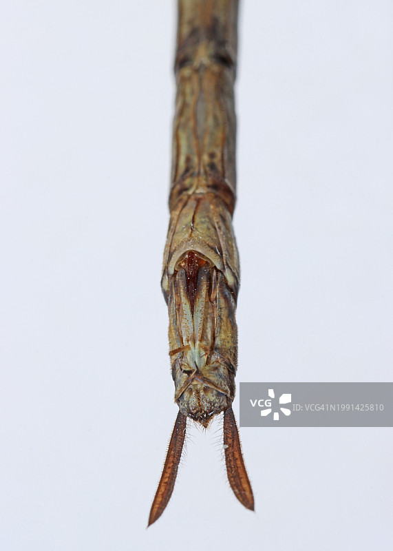 蜻蜓尾部底部图片素材