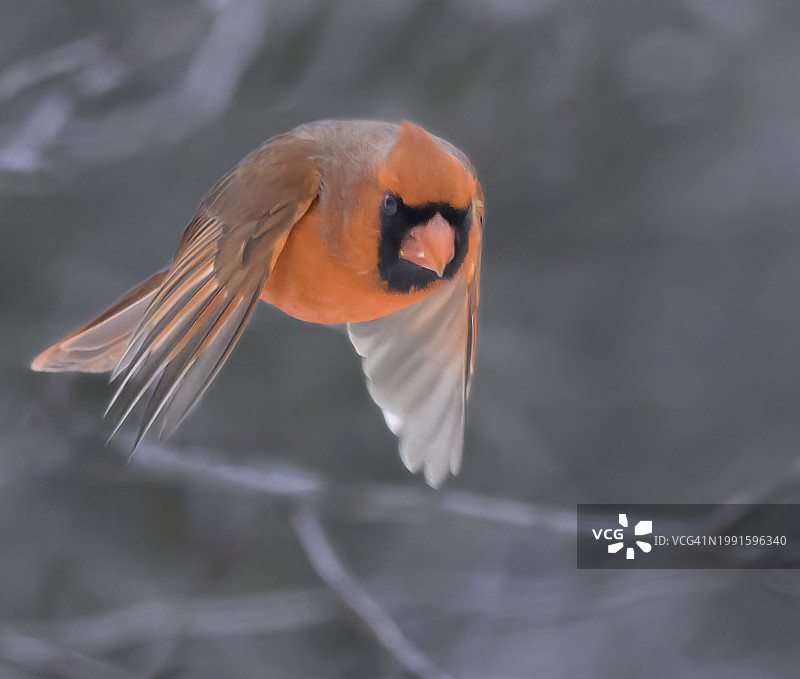 北美红雀雄鸟冬季飞行图片素材