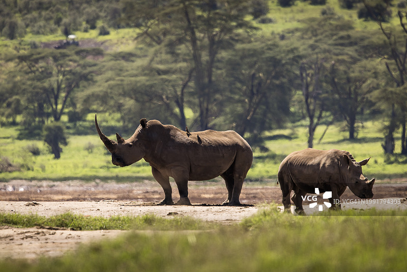 纳库鲁湖肯尼亚游猎之旅中的犀牛家庭与森林背景图片素材
